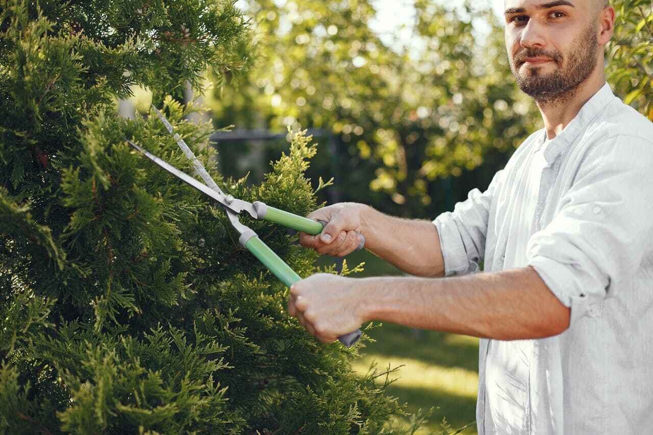 Best Arborist Services Near Me  in Bayonet Point, FL